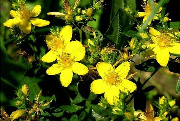 Herba de San Xoán - unha planta medicinal que axuda coa prostatite