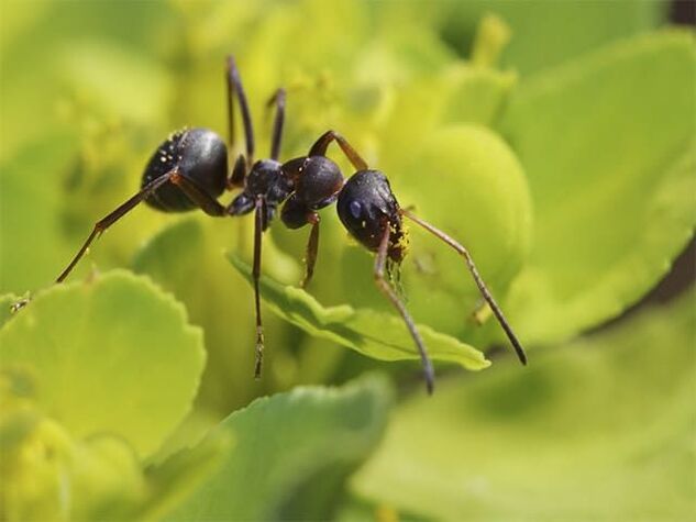 Formigas contra a prostatite