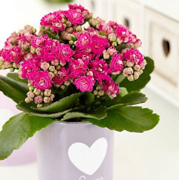 Kalanchoe para o tratamento da prostatite