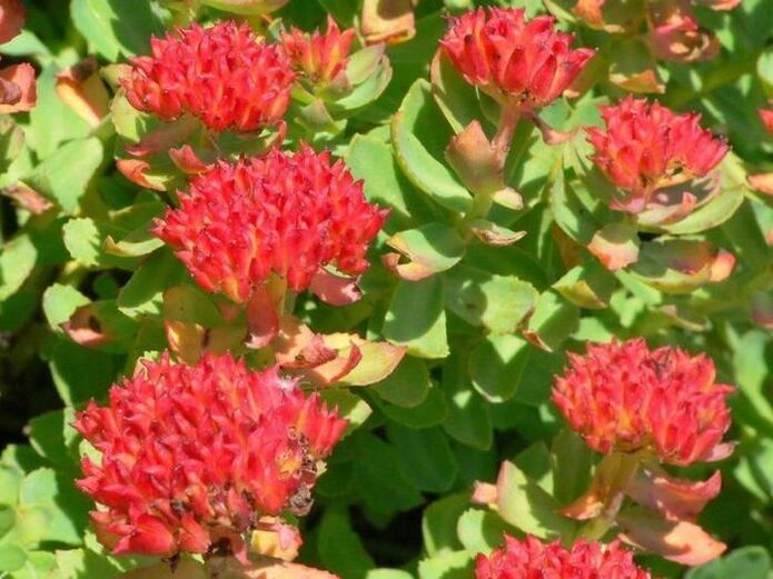 Rhodiola rosea para o tratamento da prostatite