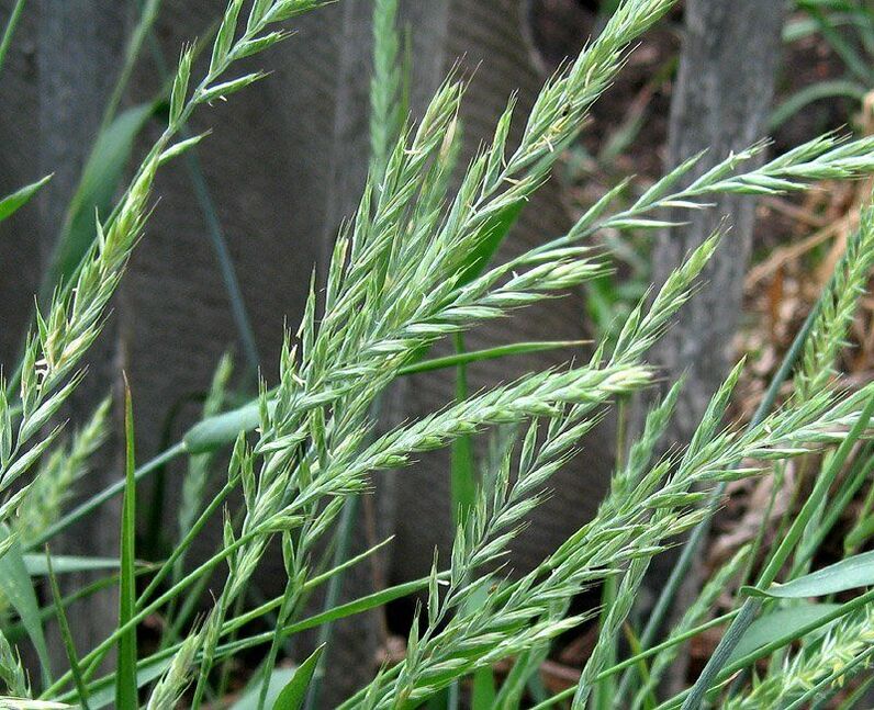 Wheatgrass para o tratamento da prostatite